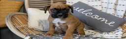 Boxer dogs for sale: Hendrix - Ad 5