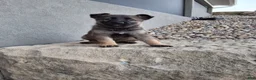 German Shepherd dogs for sale: Lily - Ad 5