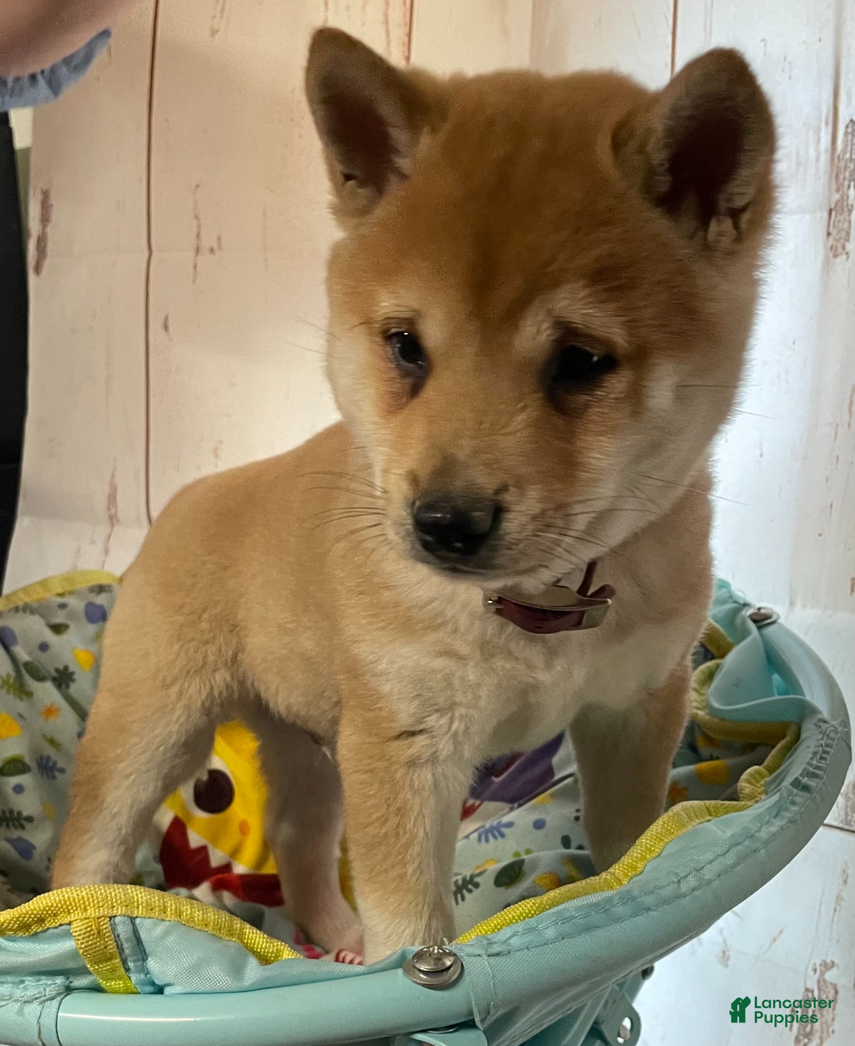 Shiba Inu dogs Sunny - Ad 1