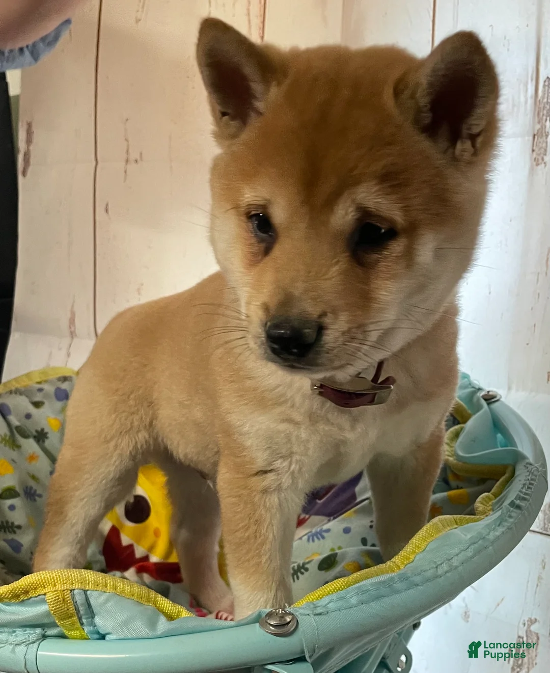 Shiba Inu dogs for sale: Sunny - Ad 1