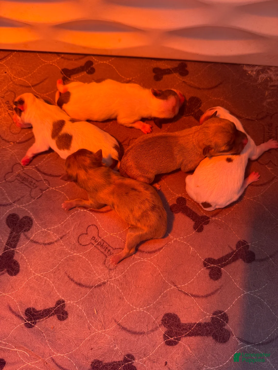 Chihuahua dogs for sale: Chihuahua Puppy 1 - Ad 3