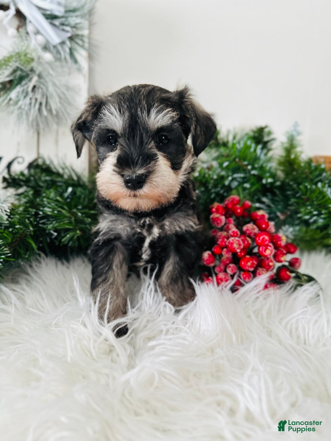Miniature Schnauzer dogs for sale: Bandit - Ad 5