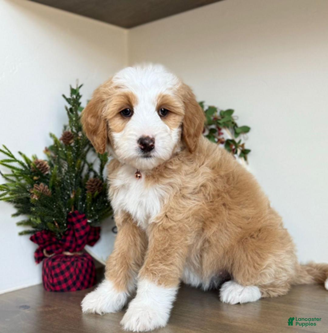 Bernedoodle dogs for sale: Crimson - Ad 1
