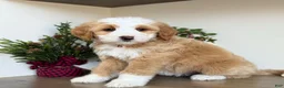 Bernedoodle dogs for sale: Crimson - Ad 1