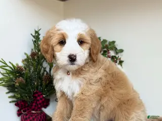 Bernedoodle dogs Crimson - Ad 17