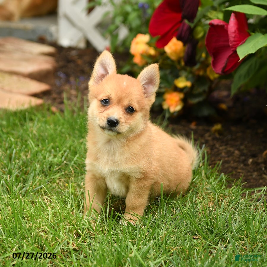 Mixed Breed dogs Shannon - Ad 2