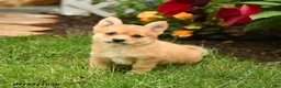 Mixed Breed dogs for sale: Shannon - Ad 2