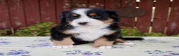 Bernese Mountain Dog dogs for sale: Sadie - Ad 4