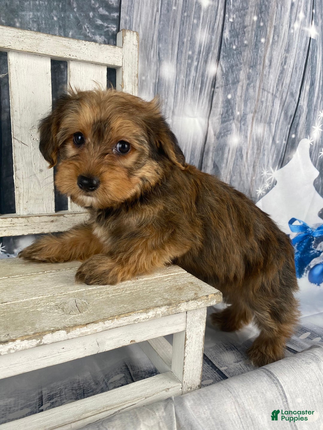 Yorkiepoo dogs for sale: Maddie - Ad 2