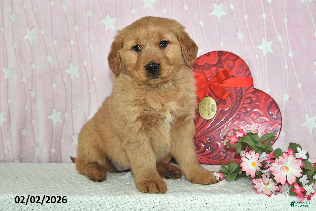 Golden Retriever dogs Willow - Ad 39