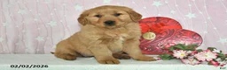 Golden Retriever dogs for sale: Willow - Ad 1