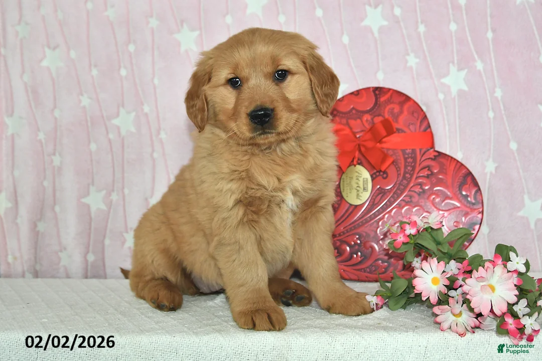 Golden Retriever dogs for sale: Willow - Ad 1