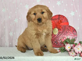 Golden Retriever dogs Willow - Ad 39