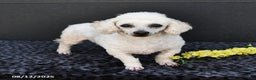 Bichpoo dogs for sale: Angelina - Ad 2