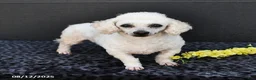 Bichpoo dogs for sale: Angelina - Ad 2
