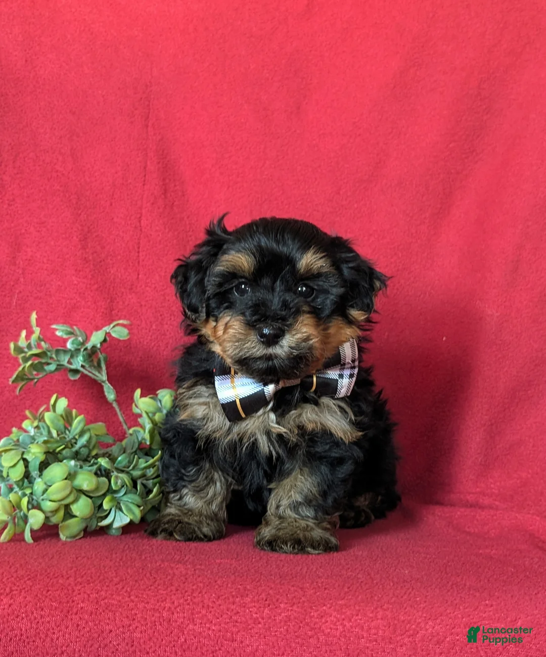 Yorkiepoo dogs for sale: Napoleon Hypoallergenic 7 lbs Full Grown - Ad 2