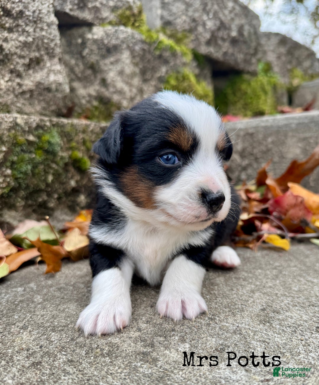 Miniature Australian Shepherd dogs for sale: Mrs Potts - Ad 2
