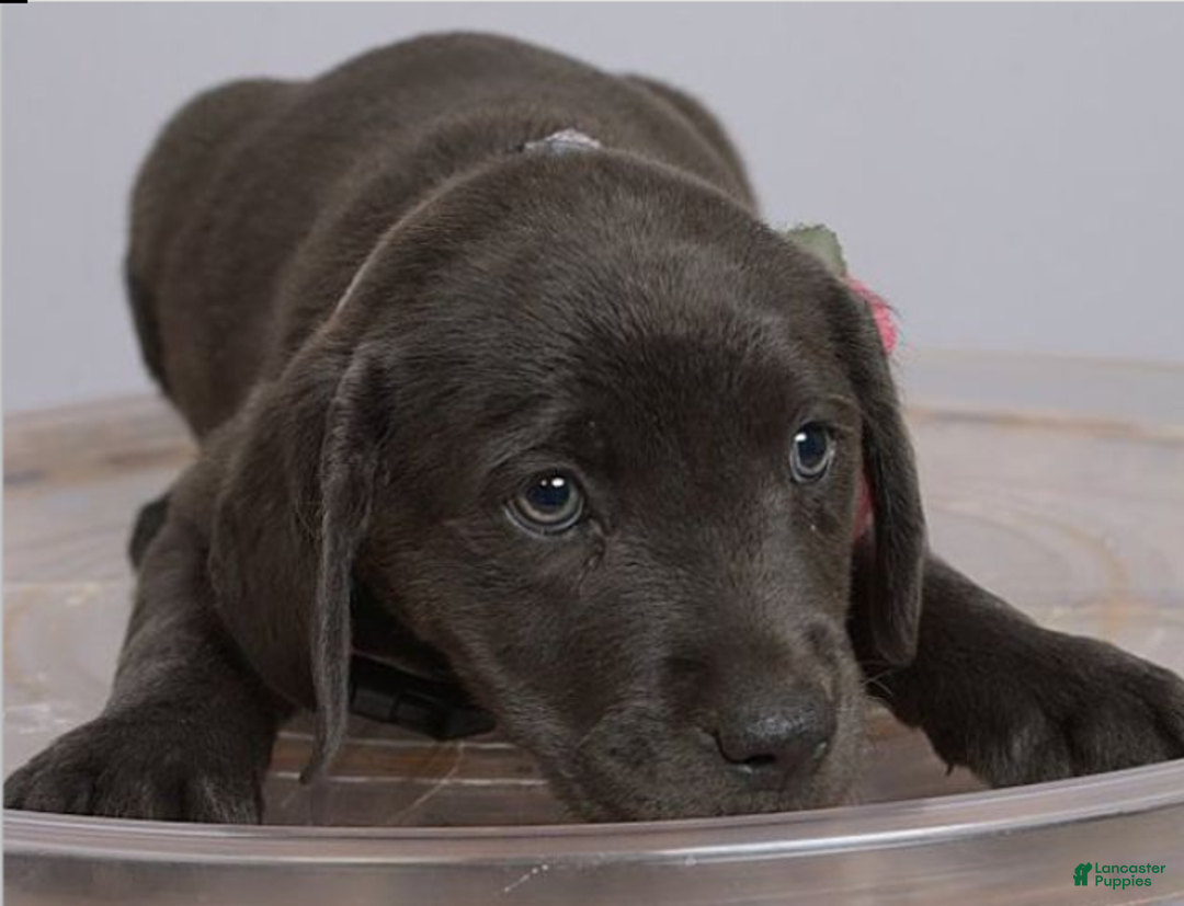 Labrador Retriever dogs for sale: Labrador Retriever Puppy 5 - Ad 4