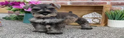 Miniature Schnauzer dogs for sale: Autumn - Ad 4