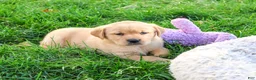 Goldador dogs for sale: Adira - Ad 3