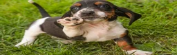 Basset Hound dogs for sale: Montgomery - Ad 7