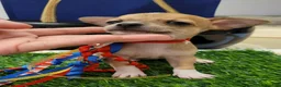Chihuahua dogs for sale: POCKET SIZE APPLEHEAD CHIHUAHUA MINI - Ad 5