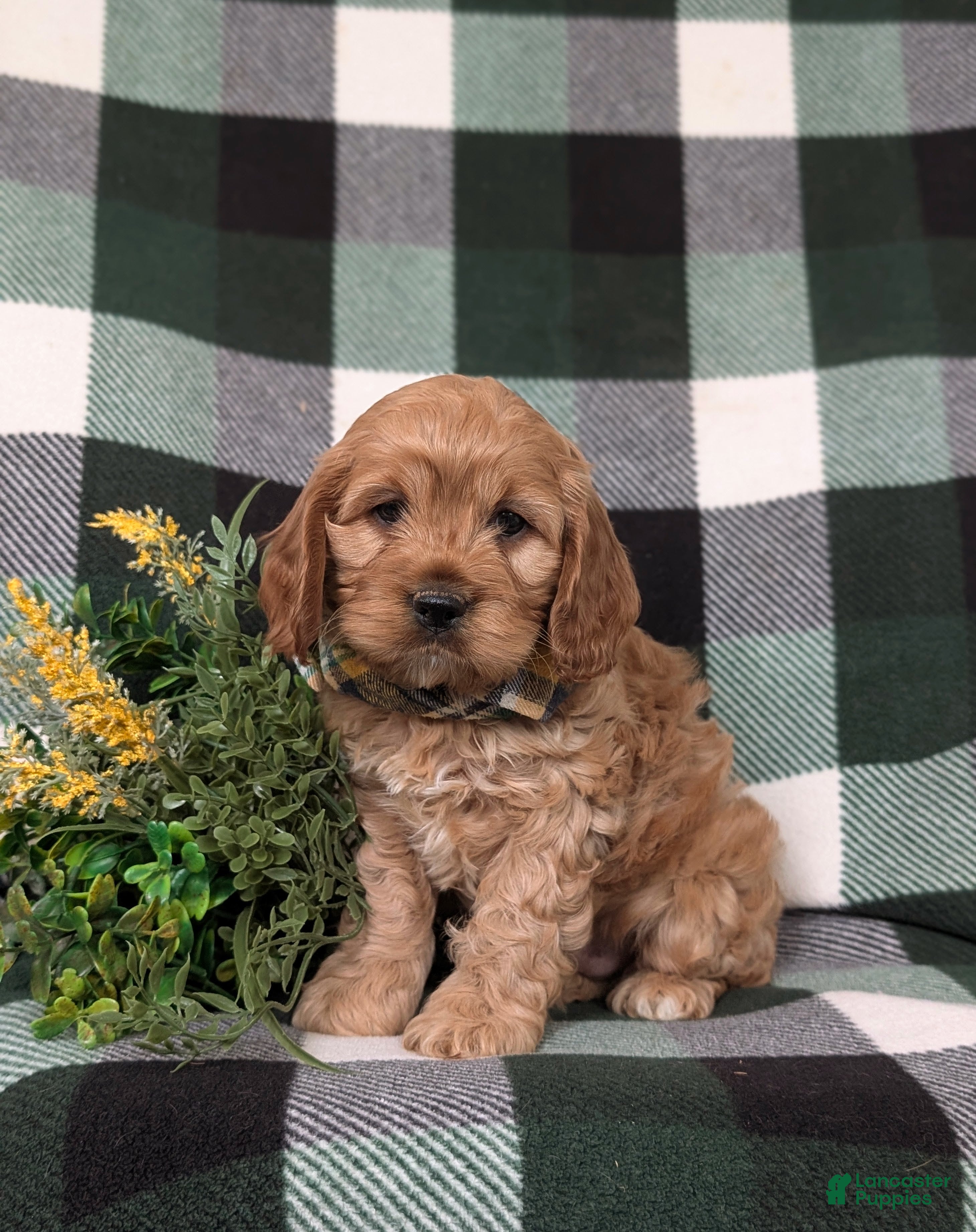 Cockapoo dogs Donnally - Ad 1