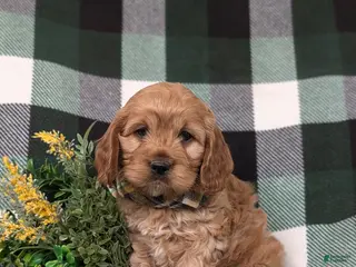 Cockapoo dogs for sale: Donnally - Ad 2