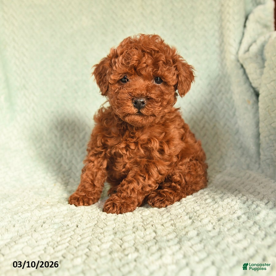 Toy Poodle dogs Oscar - Ad 1