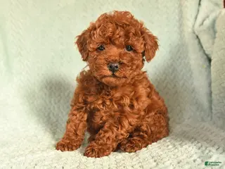 Toy Poodle dogs for sale: Oscar - Ad 1