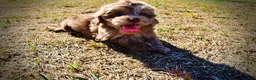 Havapoo dogs for sale: Porsha - Ad 23