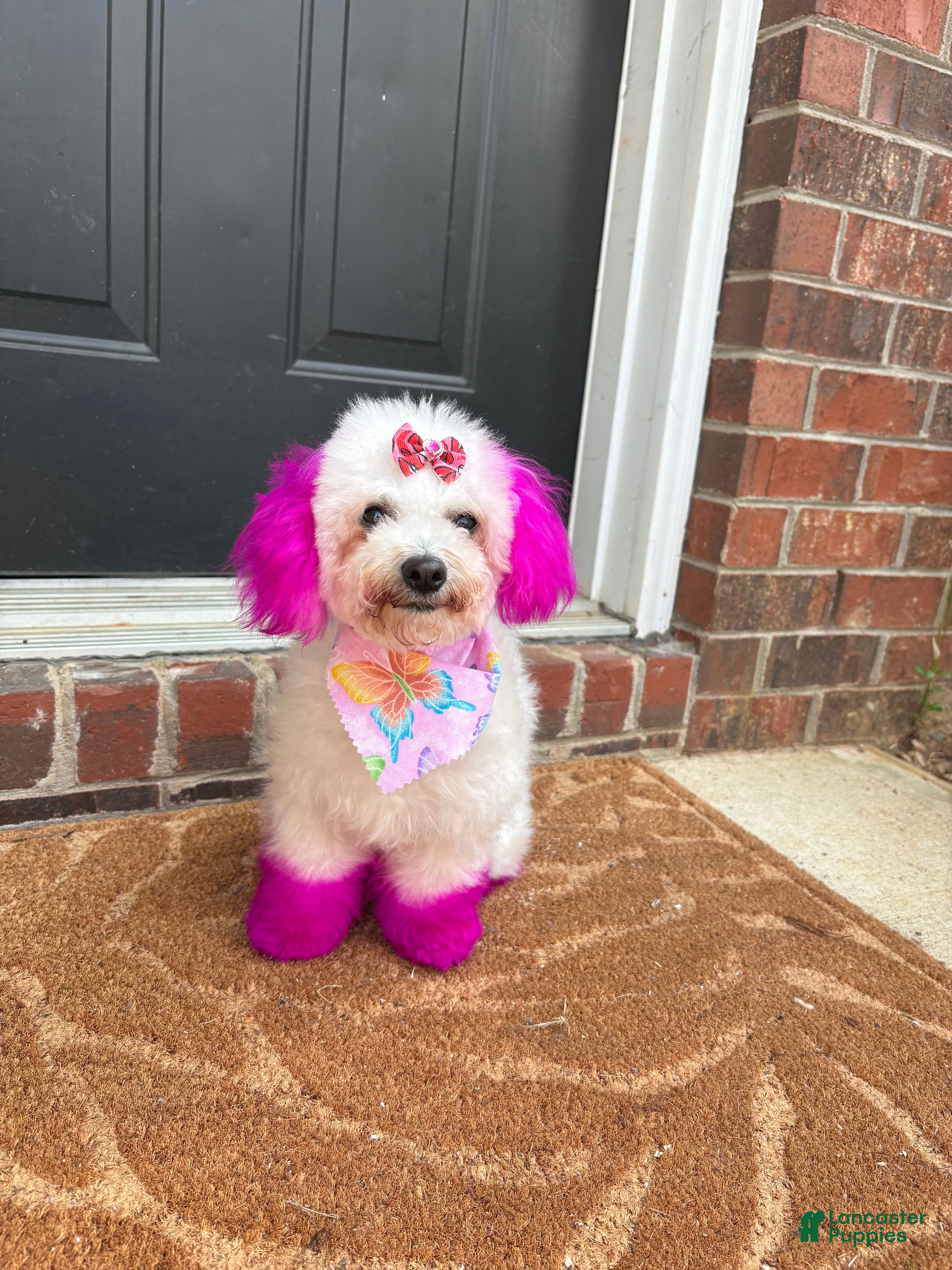 Maltipoo dogs for sale: Maltipoo Puppy 1 - Ad 1