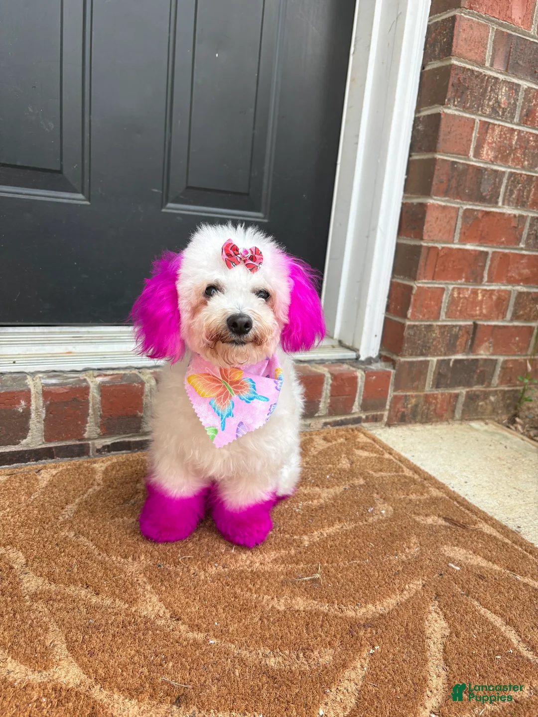 Maltipoo dogs for sale: Maltipoo Puppy 1 - Ad 1