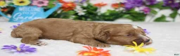 Cockapoo dogs for sale: Pistachio  - Ad 7