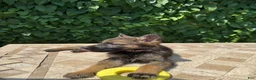 German Shepherd dogs for sale:  Blossom  - Ad 3