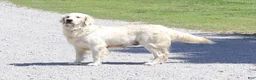 Golden Retriever dogs for sale: Golden Retriever 7 Ellie - Ad 4
