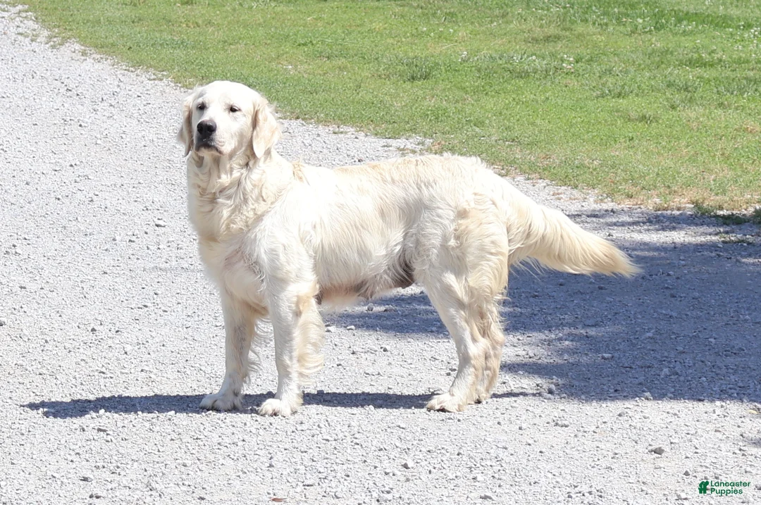 Golden Retriever dogs for sale: Golden Retriever 7 Ellie - Ad 4