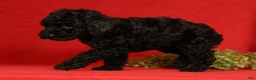 Miniature Poodle dogs for sale: Chip - Ad 5