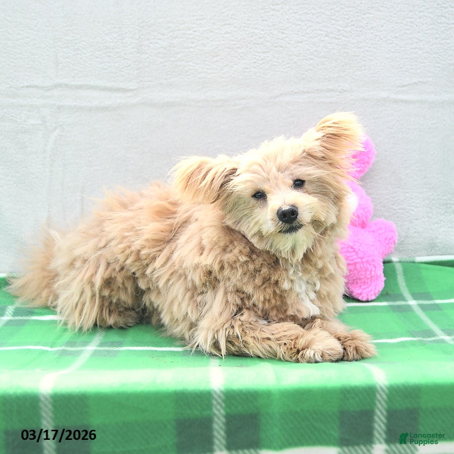 Pomapoo dogs Teddy Bear - Ad 2