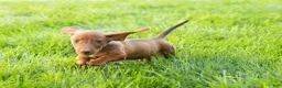 Miniature Dachshund dogs for sale: Ike  - Ad 5