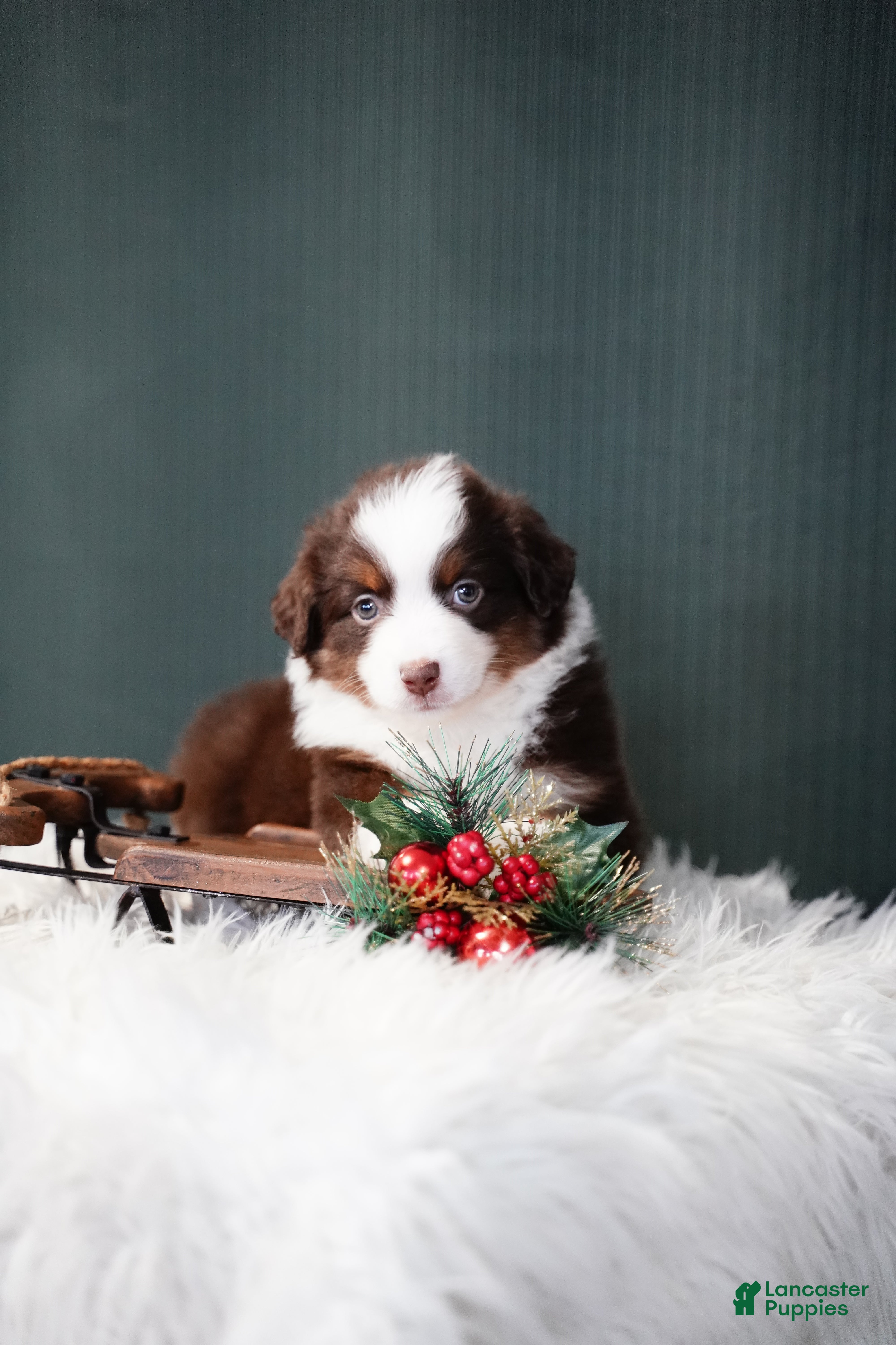 Miniature Australian Shepherd dogs Bentley - Ad 9