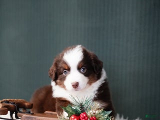 Miniature Australian Shepherd dogs Bentley - Ad 22