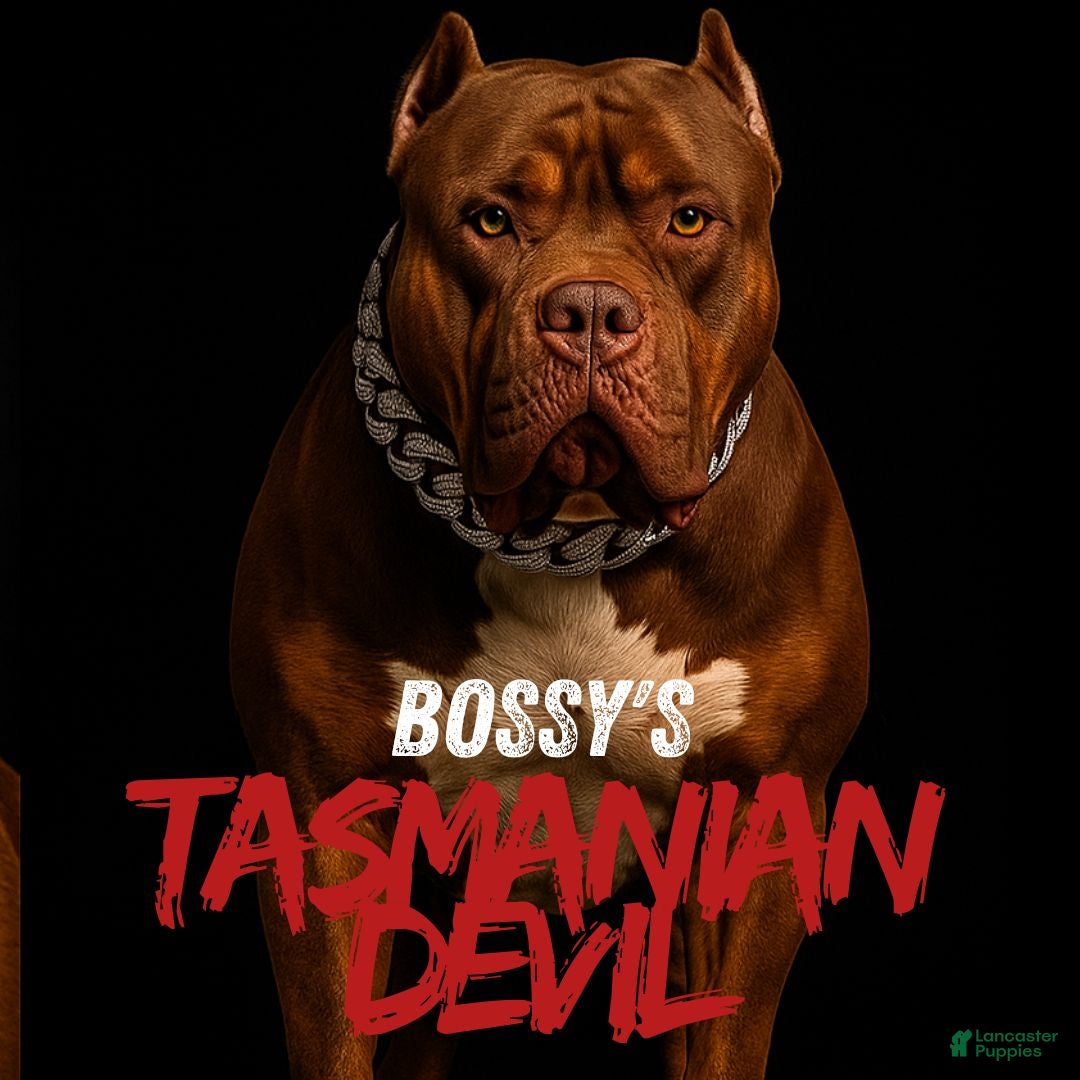 American Bully dogs for sale: American Bully XL Black Tri Female - Ad 6