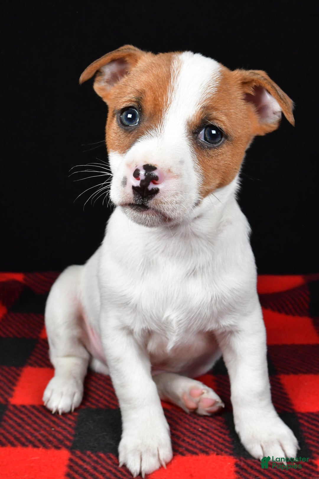 Jack Russell Terrier dogs for sale: Thunder - Ad 8
