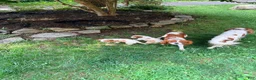Cavalier King Charles Spaniel dogs for sale: Charlie - Ad 5