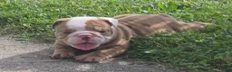English Bulldog dogs for sale: Bella - Ad 5