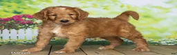 Goldendoodle dogs for sale: Darren - Ad 3