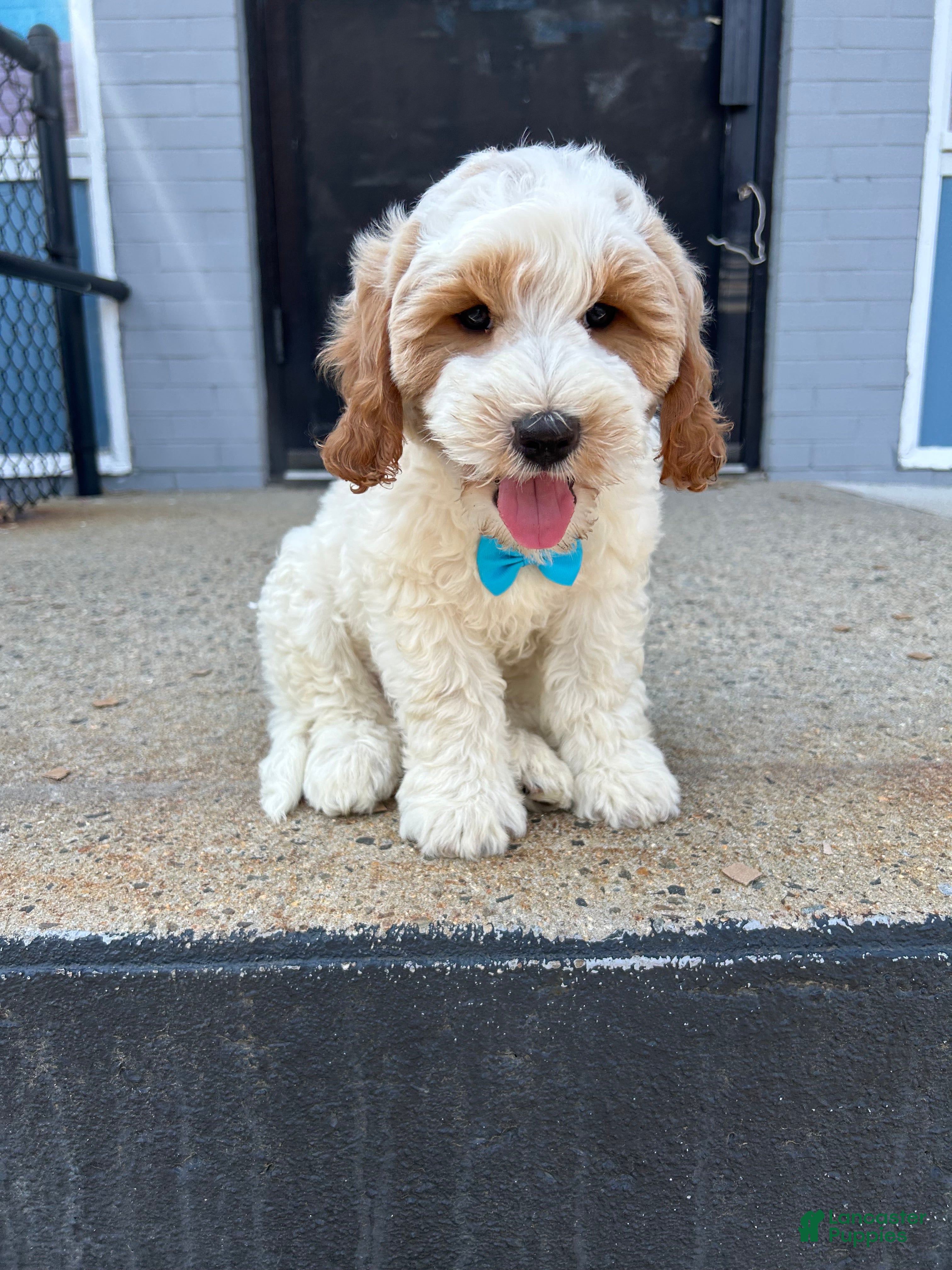 Mini Goldendoodle dogs for sale: Mini Goldendoodle 1 - Ad 1