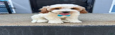 Mini Goldendoodle 1