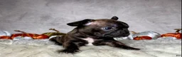 Mixed Breed dogs for sale: Mr. Bruce - Ad 9